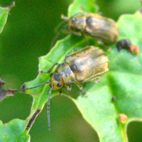 Chrysomèles de la viorne: Pyrrhalta viburnum